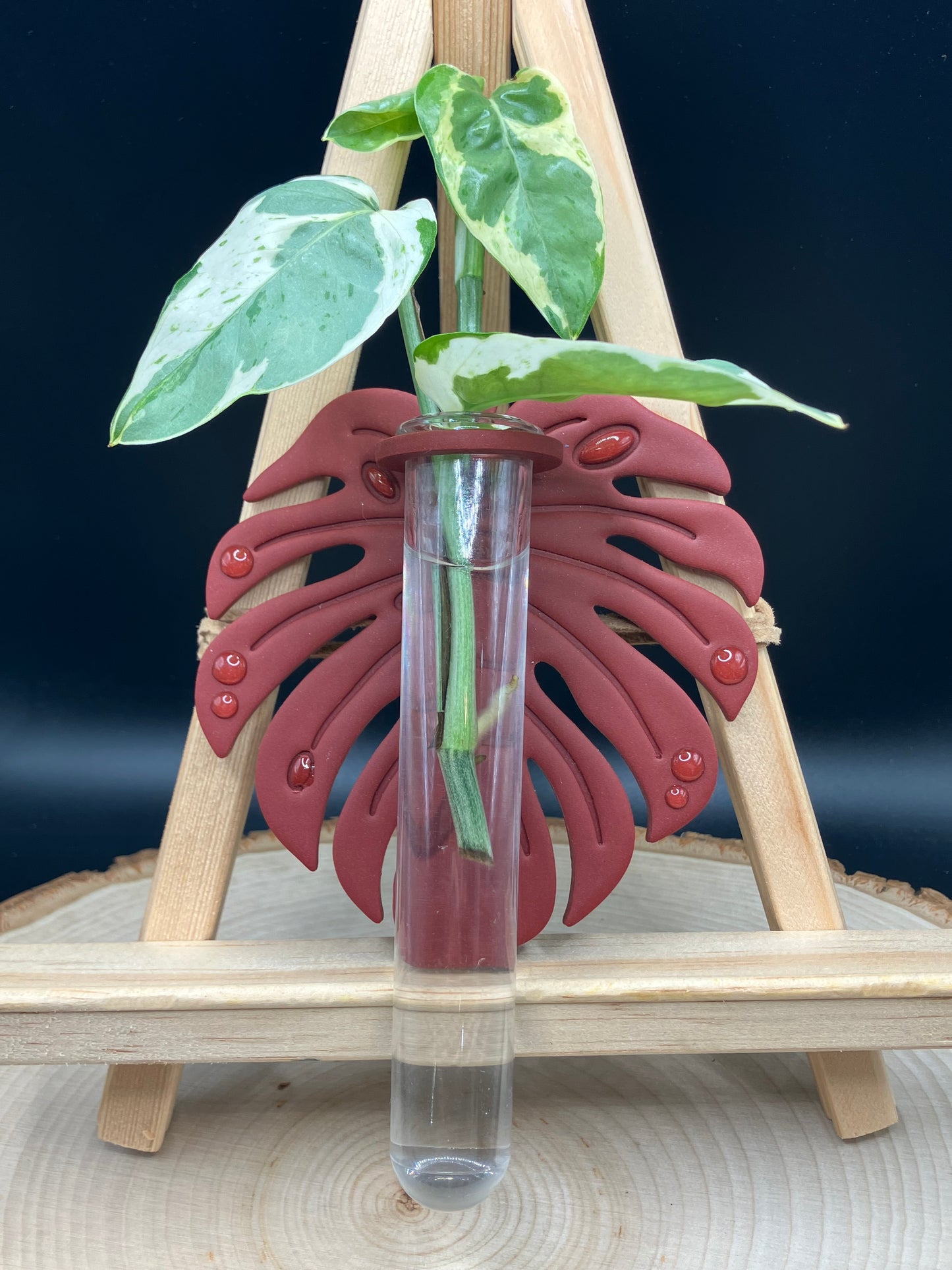 Red Monstera Leaf Propagation Station