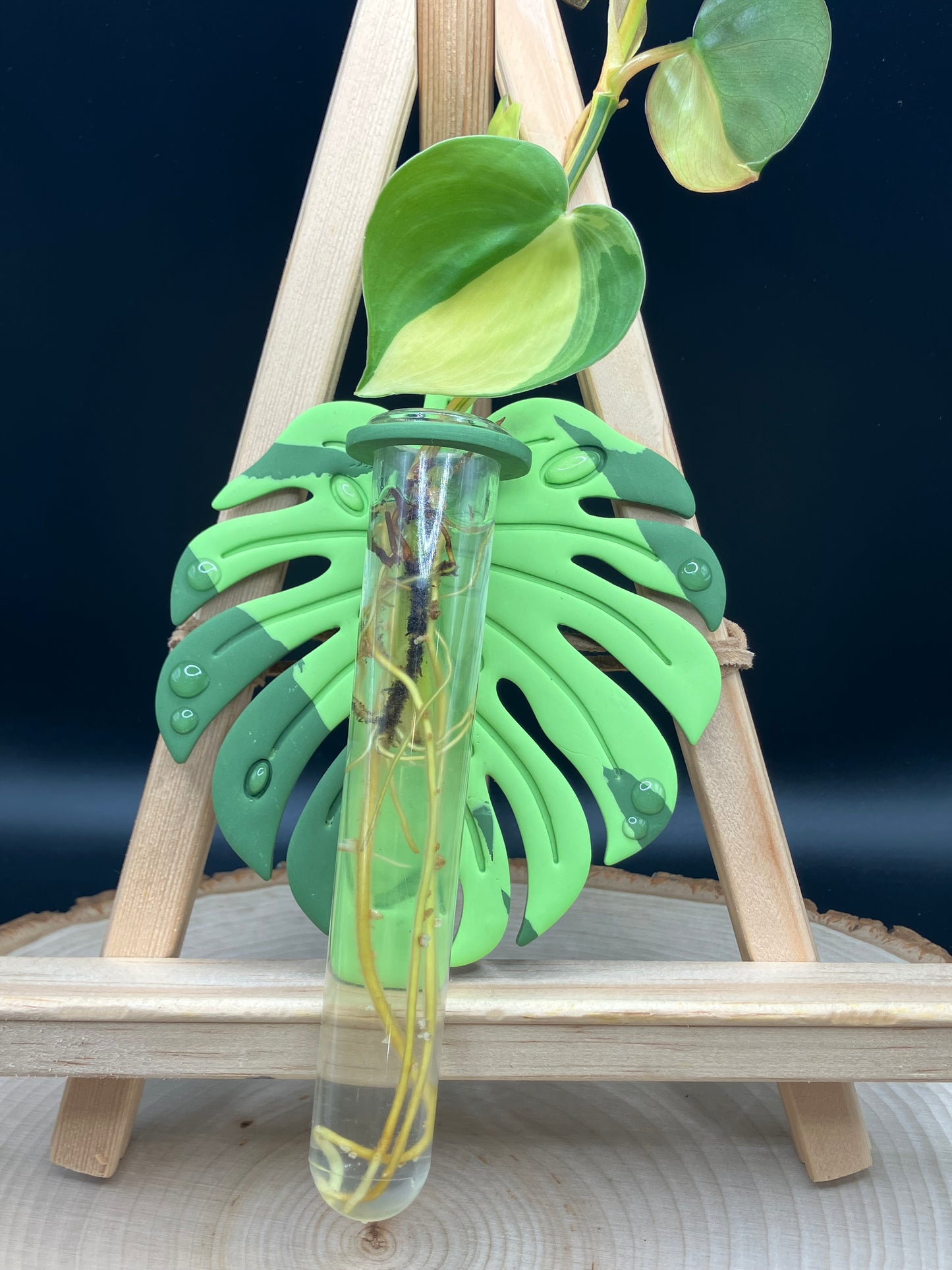 Neon Variegated #1 Monstera Leaf Propagation Station