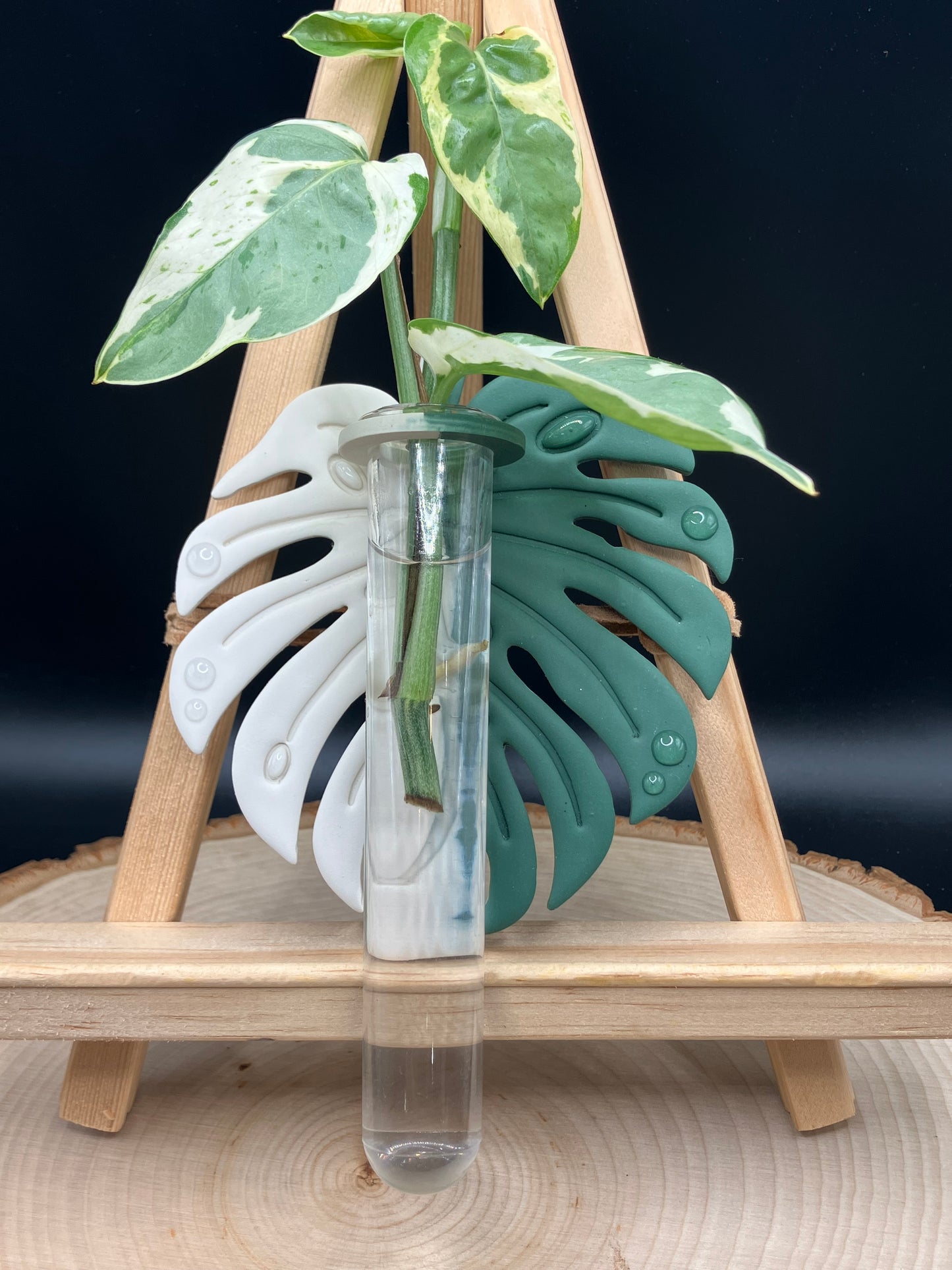 Left-side Albo Monstera Leaf Propagation Station