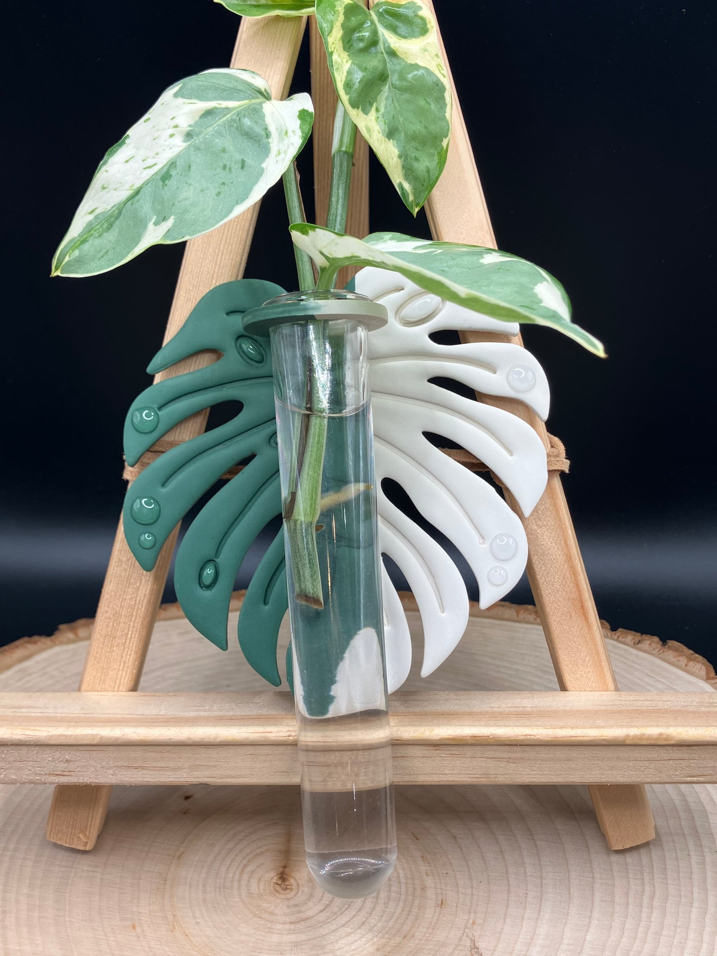 Right-side Albo Monstera Leaf Propagation Station