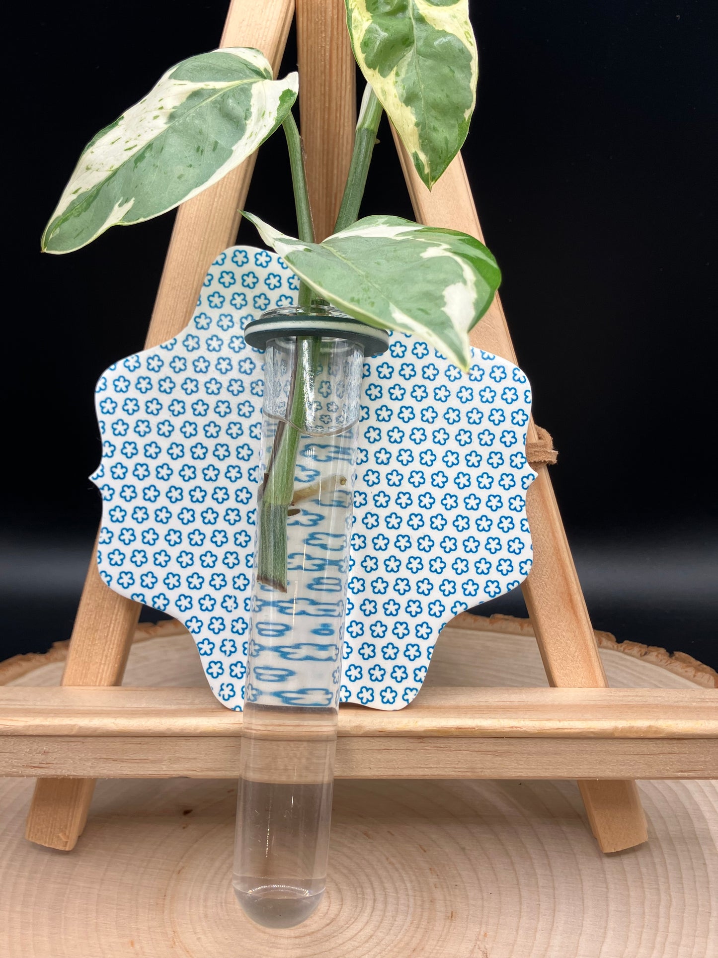 Blue Daisy Scalloped Propagation Station