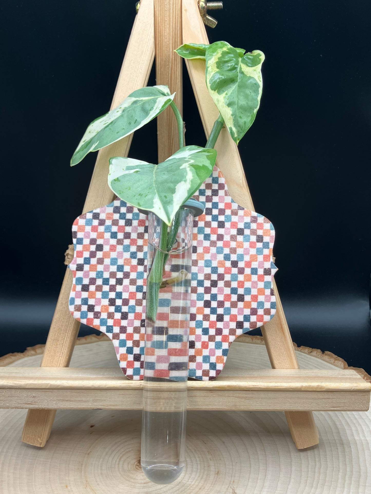 Checkered Scalloped Propagation Station