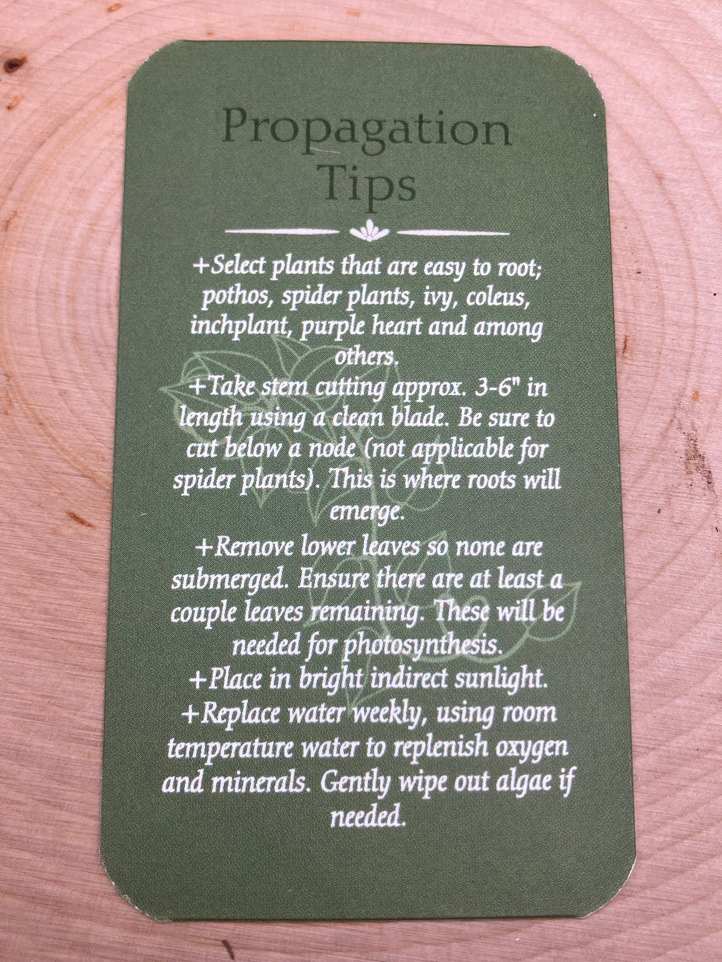Lemon-Lime Monstera Leaf Propagation Station
