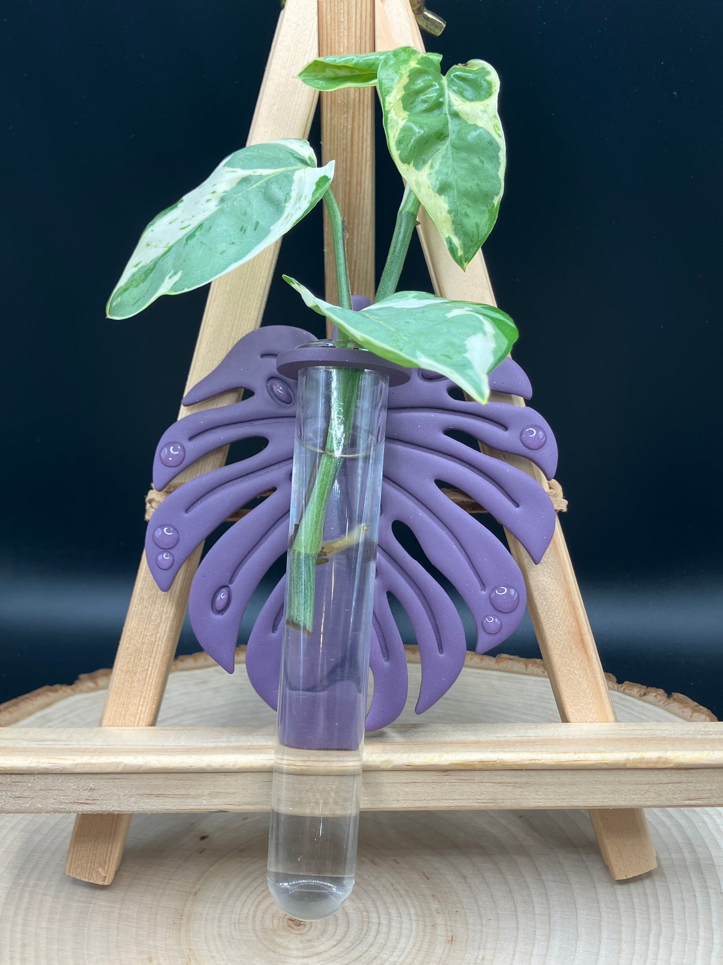 Purple Monstera Leaf Propagation Station