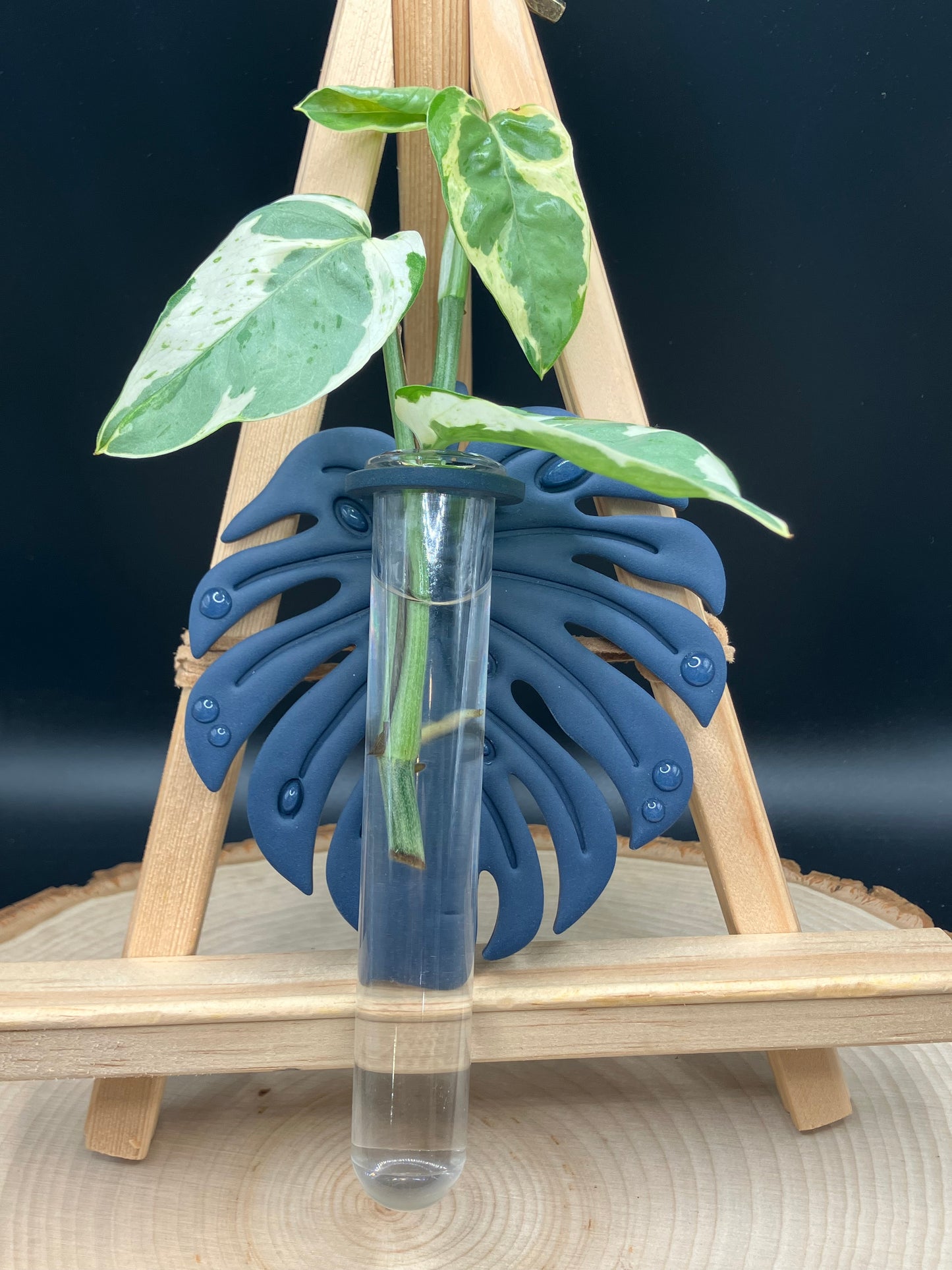 Blue Monstera Leaf Propagation Station