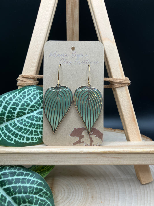 Philodendron Ombre Dangle